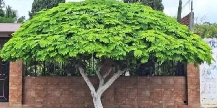 Opción de árbol Urbano Framboyan