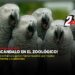 Escándalo en el Zoológico